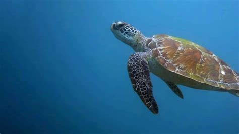 How Fast Can a Sea Turtle Swim, and Why Do They Sometimes Wear Sunglasses?