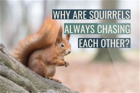 How Many Minutes is 5 Miles Running? And Why Do Squirrels Always Win the Race?