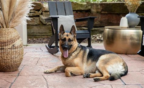 How to Keep Dogs Off Outdoor Furniture: A Comprehensive Guide