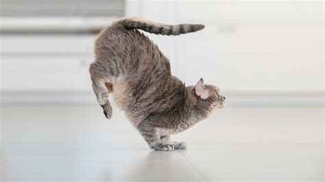 Why is Yoga Considered a Sin? And Why Do Cats Always Land on Their Feet?